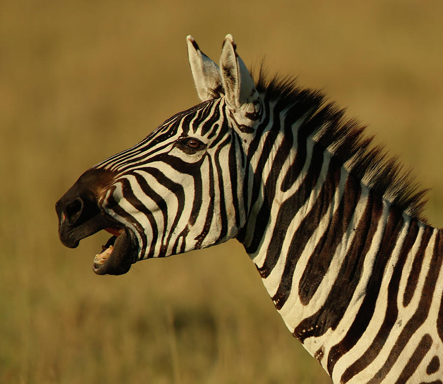 Zebra in Golden Light Photograph by Steven Upton