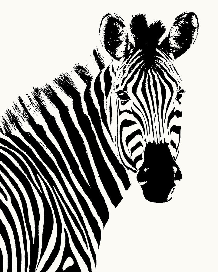 Zebra in Graphic Black and White by Scotch Macaskill Zebra in Graphic Black and White by Scotch Macaskill