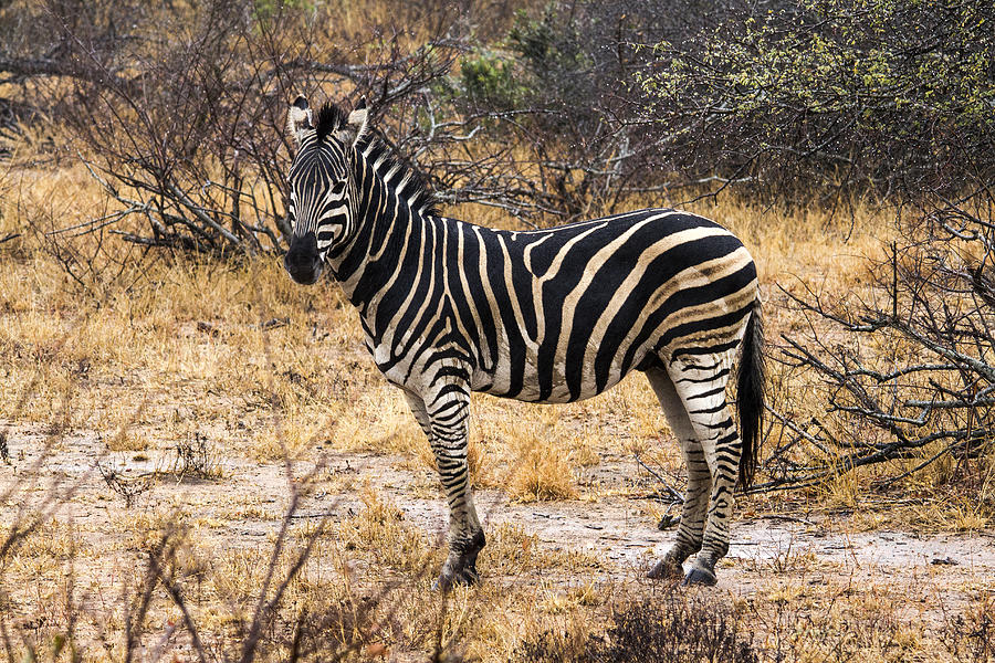 Zebra In Savanna In Color Photograph by Hernan Caputo