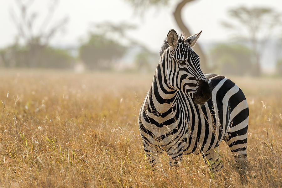 Zebra in Serengeti National Park Photograph by Marek Poplawski