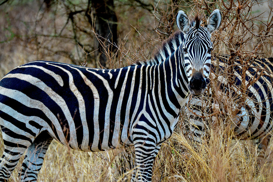 Zebra in Tarangire National Park Photograph by Marilyn Burton