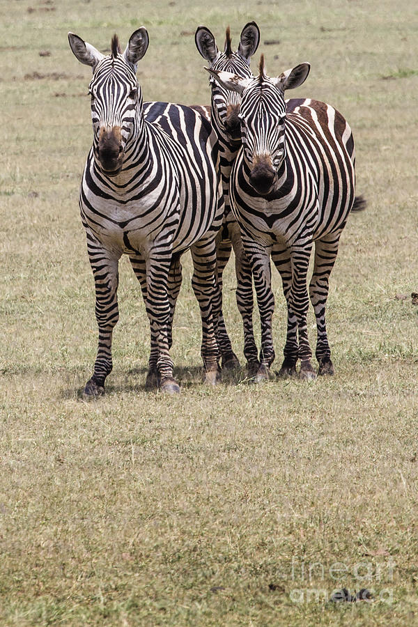 Zebra In The Grass, Ngorongoro Crater, Tanzania. Photograph