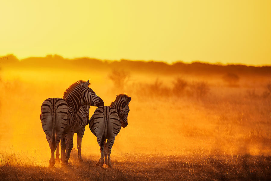 Zebra Photograph - Zebra In The Light by Ben Mcrae