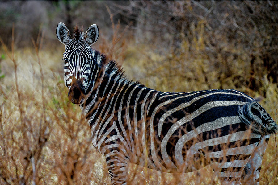 Zebra in the Tarangire Photograph by Marilyn Burton