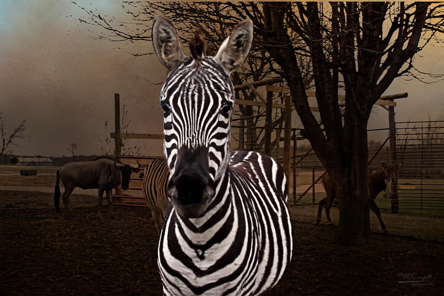 Zebra In Your Face Photograph by Theresa Campbell