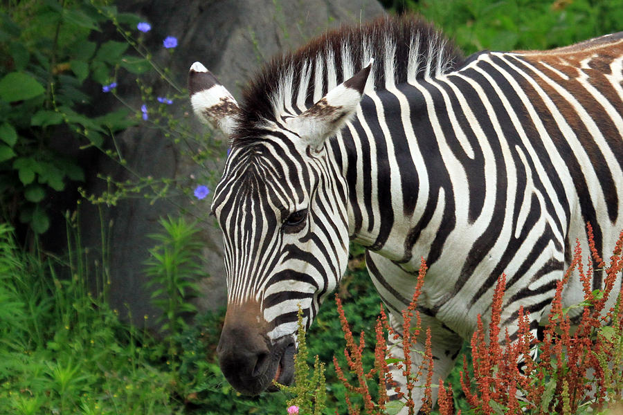 Zebra Photograph by Jackson Pearson