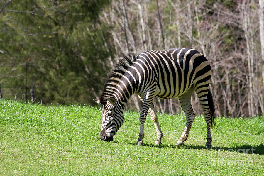 Zebra Photograph by Jill Lang