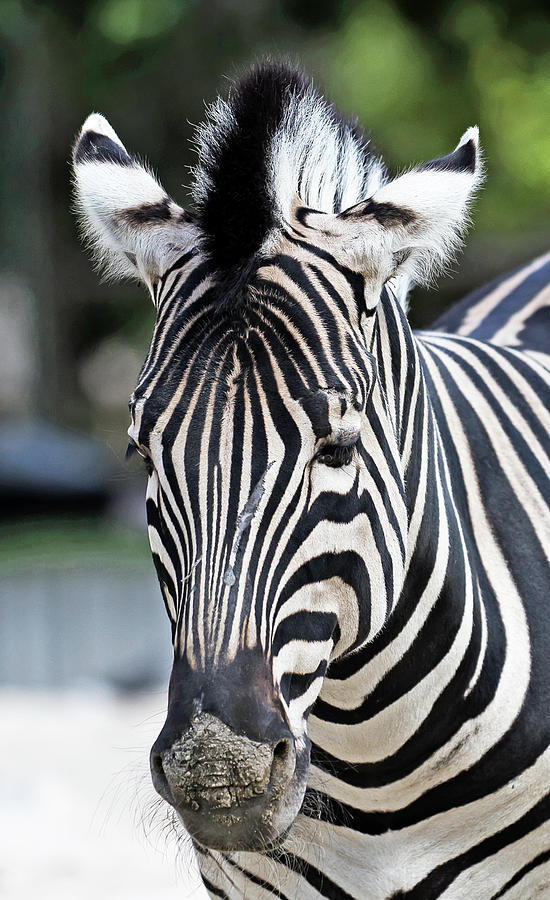 Zebra Photograph by D Plinth