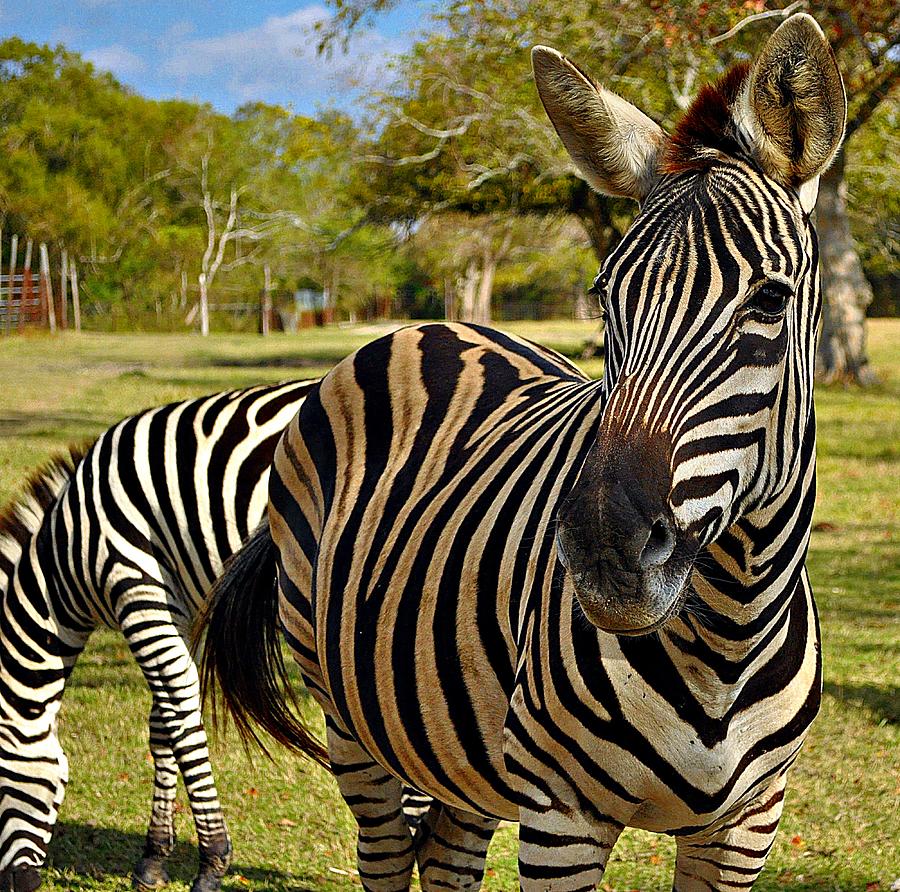 Zebra Photograph by John Collins