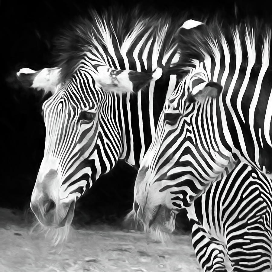 Zebras Photograph by John Freidenberg