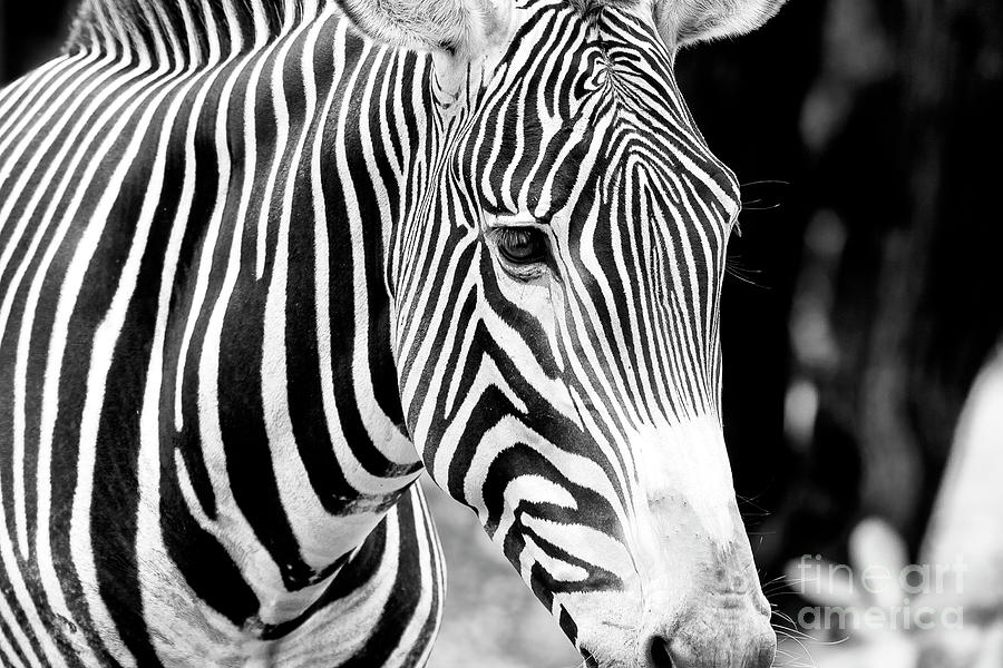 Miami Photograph - Zebra by John Rizzuto
