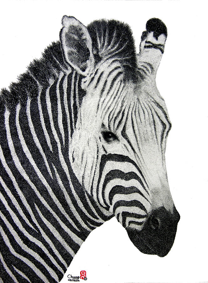 a zebra drawing