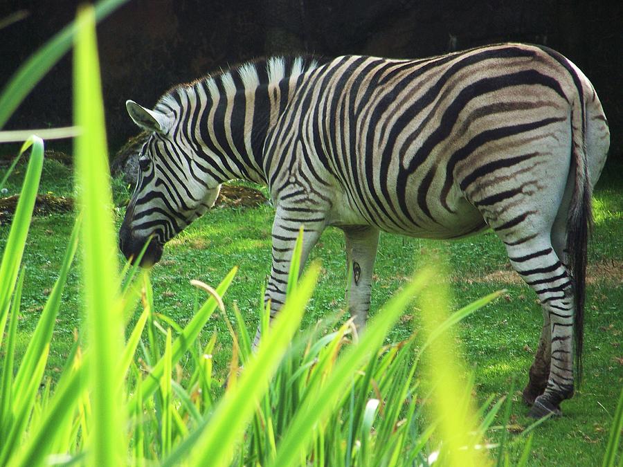 Zebra Photograph by Julie Rauscher
