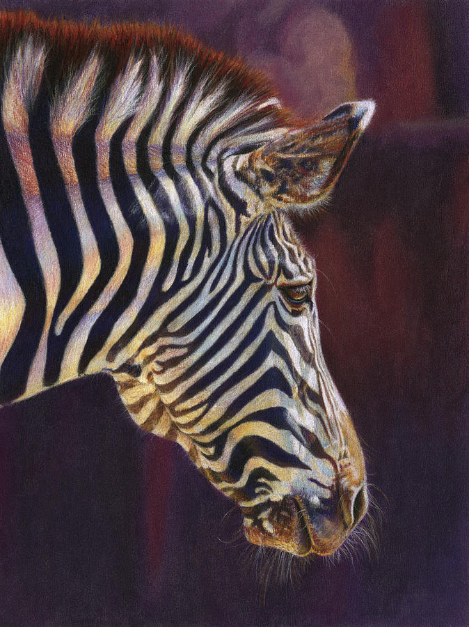 Zebra Drawing by Karen Broemmelsick - Fine Art America