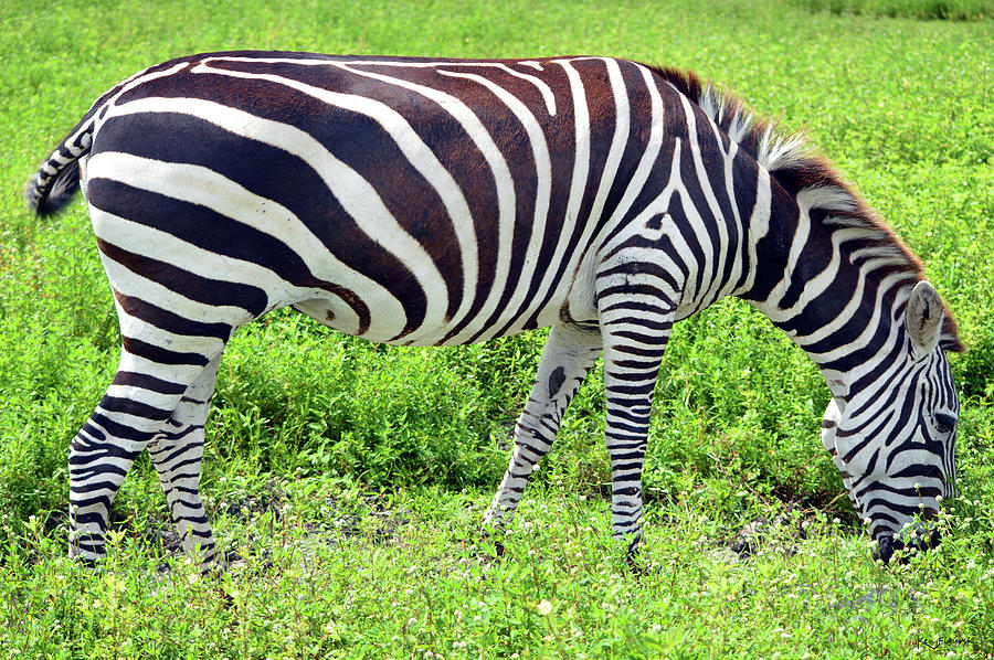 Zebra Photograph by Ken Figurski