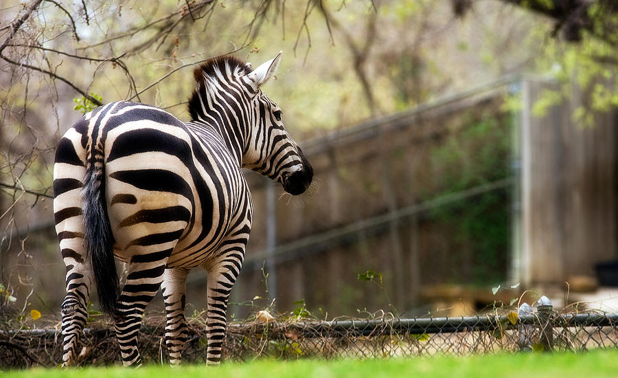 Zebra Photograph by Lana Trussell
