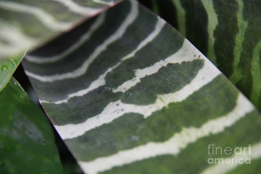 Lily Photograph - Zebra Leaf Bromeliad by Jennifer Bright Burr