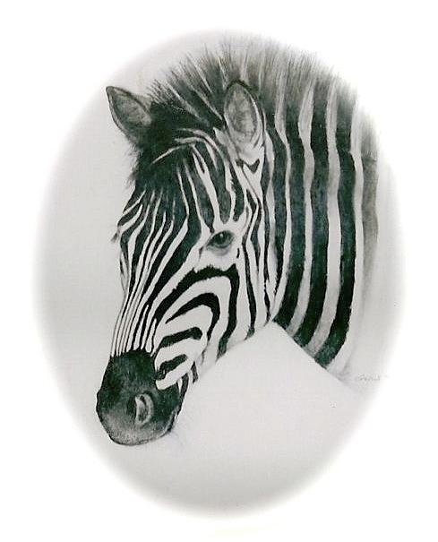 Zebra Drawing by Leizel Grant