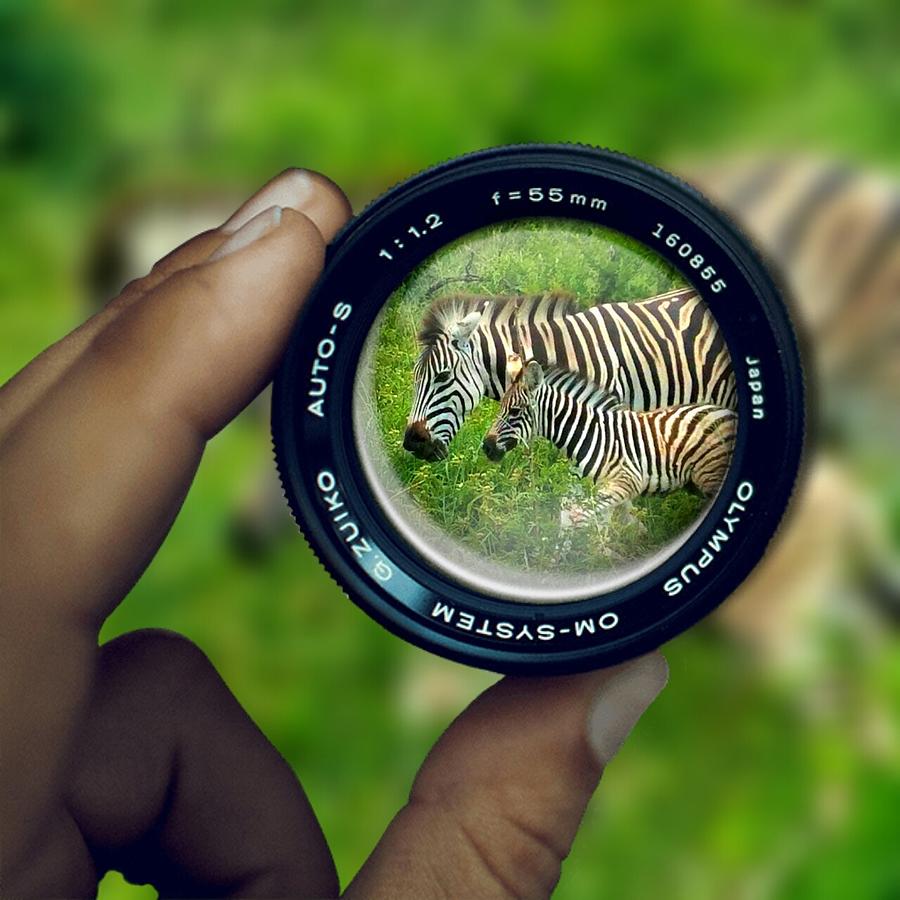 Zebra Lens Digital Art by Vijay Sharon Govender