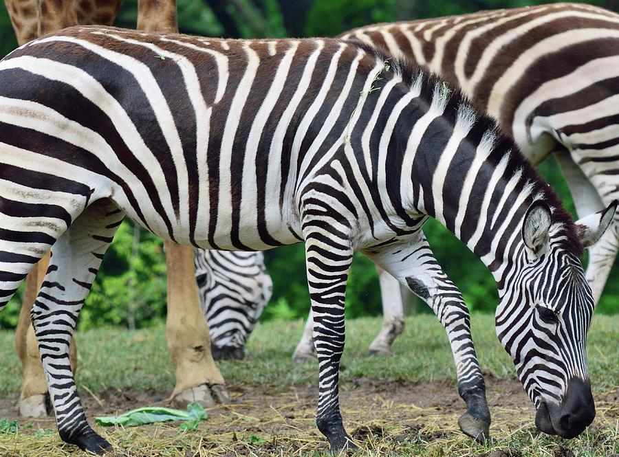 spotted zebra life expenctancy spotted zebra life expenctancy