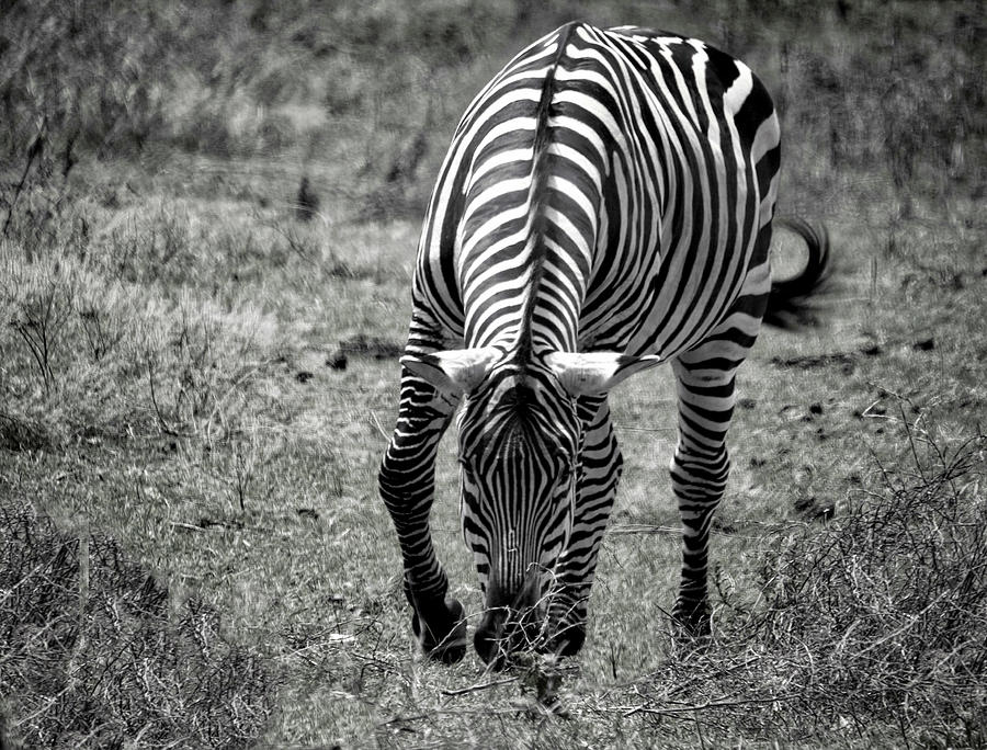 Zebra Photograph by Linda James