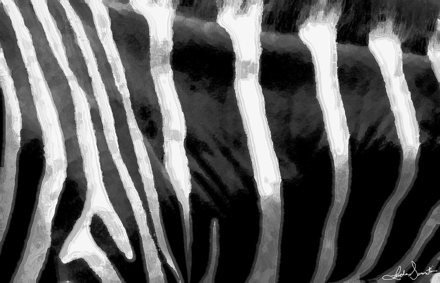 Zebra lines Photograph by Linda Sannuti