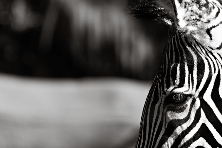 Black And White Photograph - Zebra Lines by Pictorial Decor
