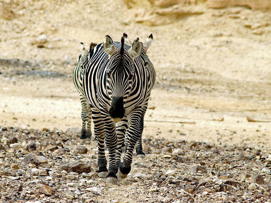 Zebra lineup Photograph by Arik Baltinester