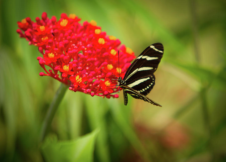 Zebra Long Wing Butterfly Photograph by Dennis Goodman Photography - Pixels