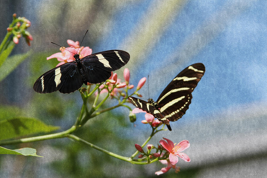 Zebra Longwing Butterflies Photograph by Bonnie Follett