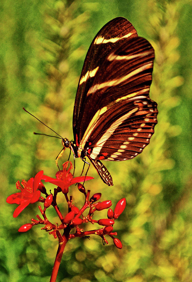 Zebra Longwing Butterfly 001 Photograph by George Bostian