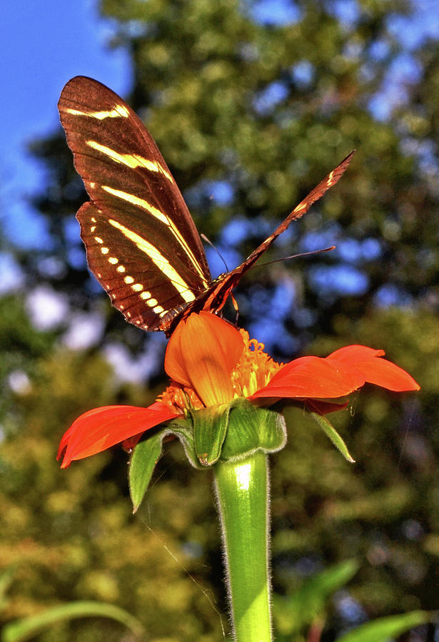 Zebra Longwing Butterfly 006 Photograph by George Bostian