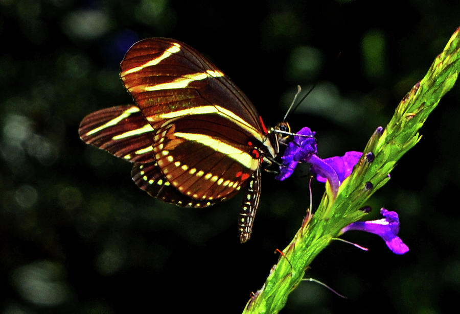 Zebra Longwing Butterfly 009 Photograph by George Bostian