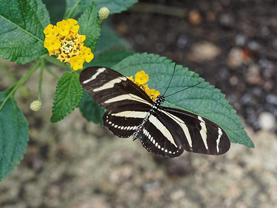 Zebra longwing Butterfly - 1 by Paul Gulliver Zebra longwing Butterfly - 1 by Paul Gulliver