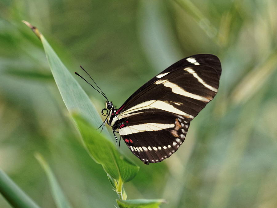 Zebra longwing Butterfly - 2 by Paul Gulliver Zebra longwing Butterfly - 2 by Paul Gulliver