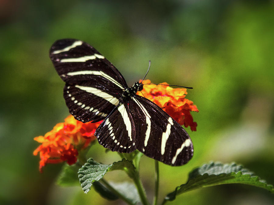 Zebra Longwing Butterfly Atop Lantana Photograph by Saija Lehtonen
