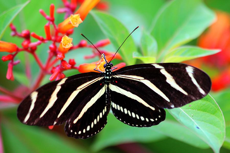 Zebra Longwing Butterfly Photograph by Carol Montoya