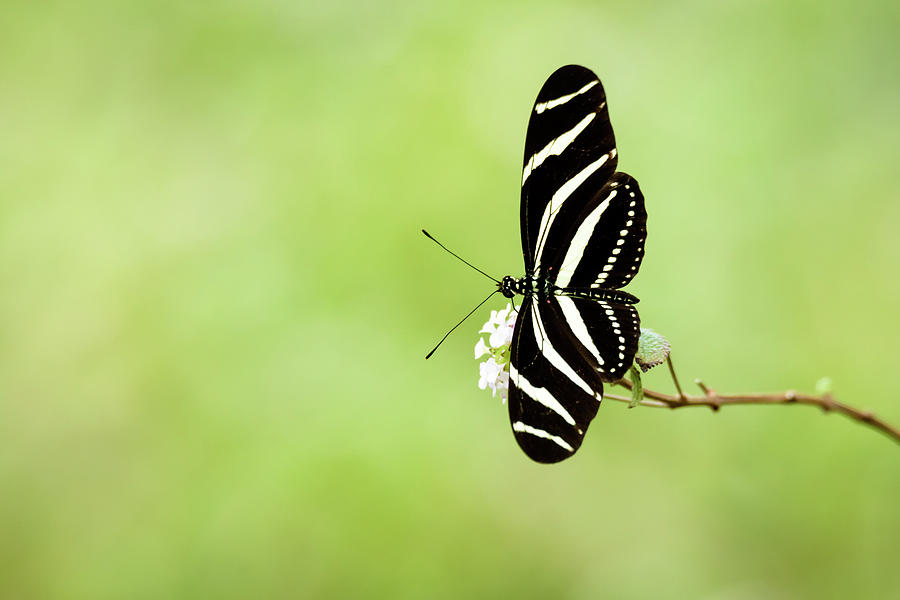 Zebra Longwing Butterfly Photograph by Debra Martz