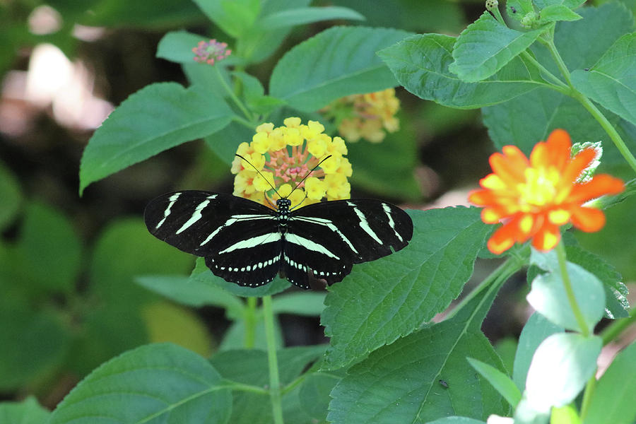 Zebra Longwing Butterfly Heliconius charitonia Photograph by Captain Debbie Ritter