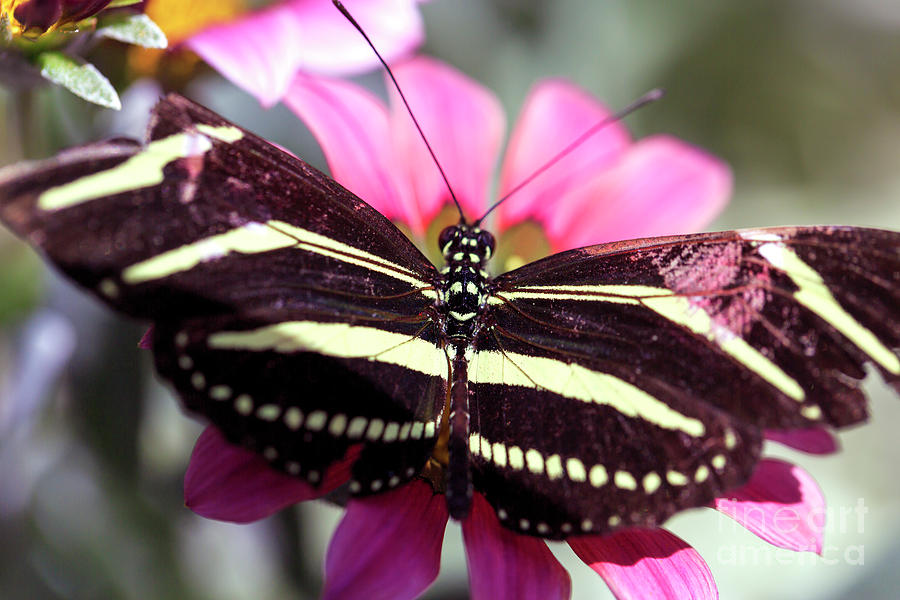 Zebra Longwing Butterfly Photograph by John Rizzuto