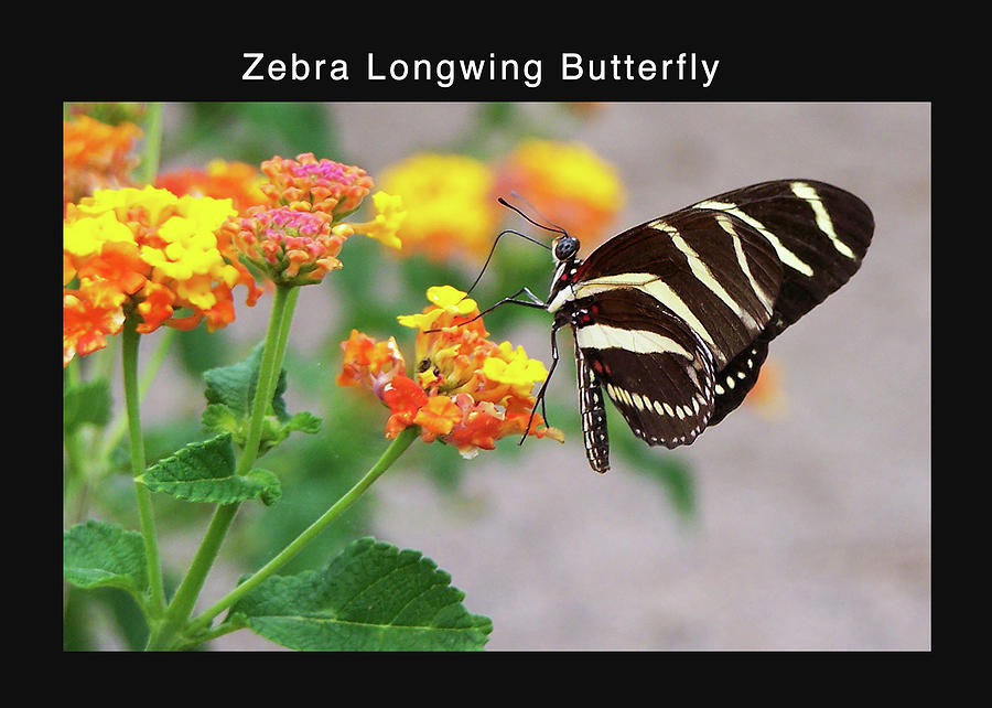 Zebra Longwing Butterfly Digital Art