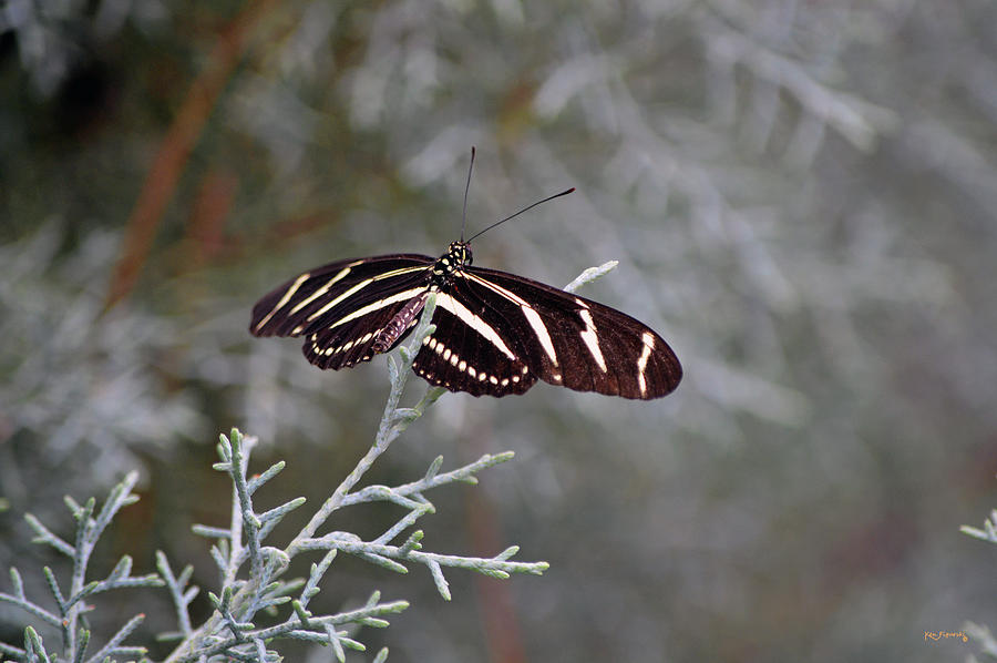 Zebra Longwing Butterfly Photograph by Ken Figurski