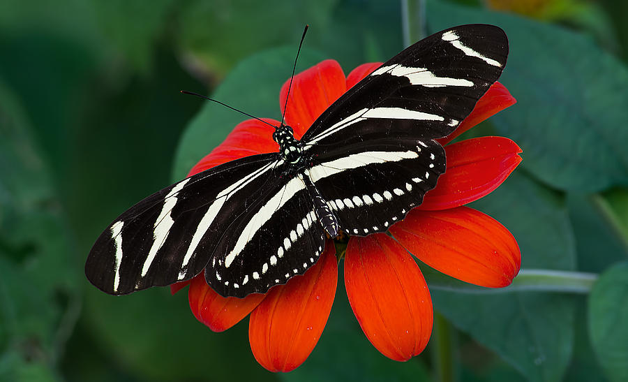Zebra Longwing Butterfly Photograph by Kenneth Albin