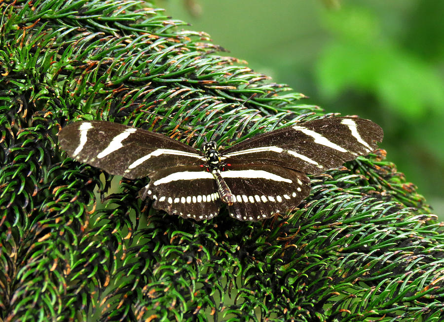 Zebra Longwing Butterfly Photograph by Laurel Powell