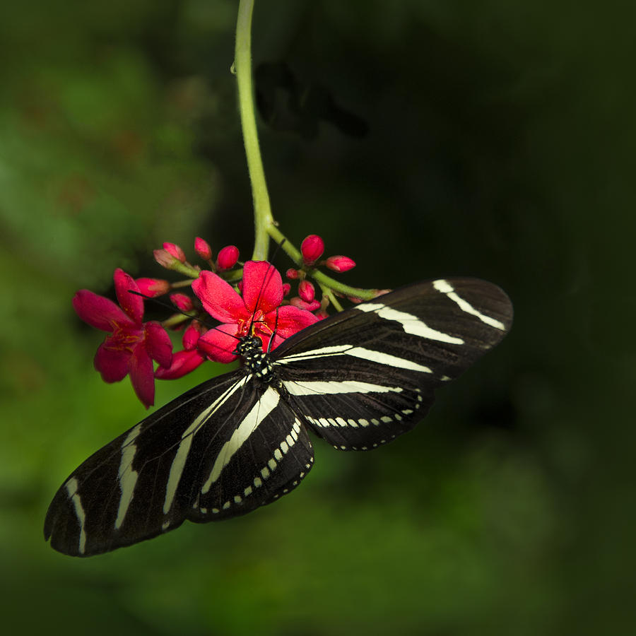 Zebra Longwing Butterfly Photograph by Mitch Spence