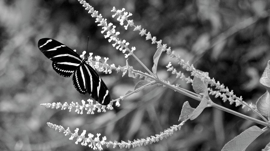 Zebra Longwing Butterfly on Sweet Almond Bush Photograph by Carol Bradley