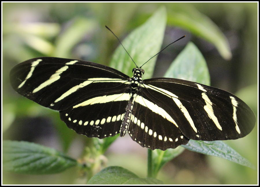 Zebra Longwing Butterfly Photograph by Dora Sofia Caputo