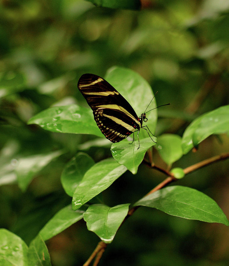 Zebra Longwing Butterfly Photograph by Sandy Keeton