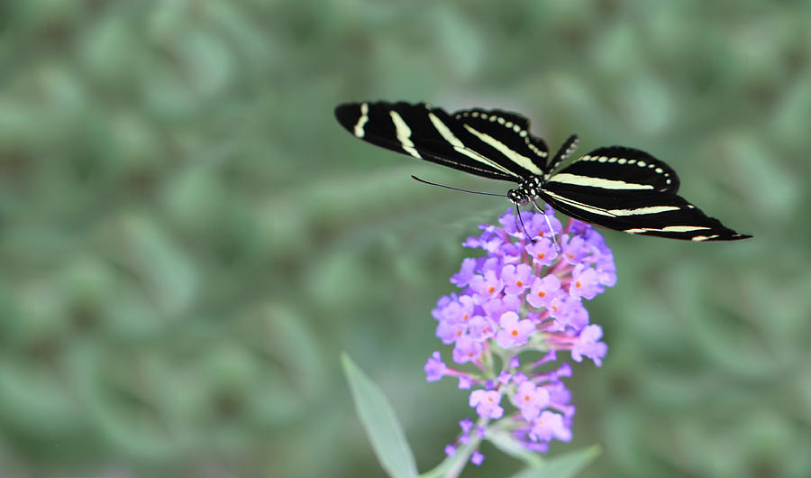 Zebra Longwing Butterfly  Photograph by Shelley Neff
