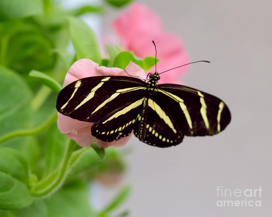 Butterfly Photograph - Zebra Longwing Butterfly by Terry Weaver